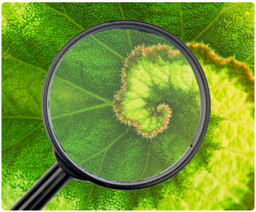 Top 5 Essential Oils That Prevent Pests Year Round Image
